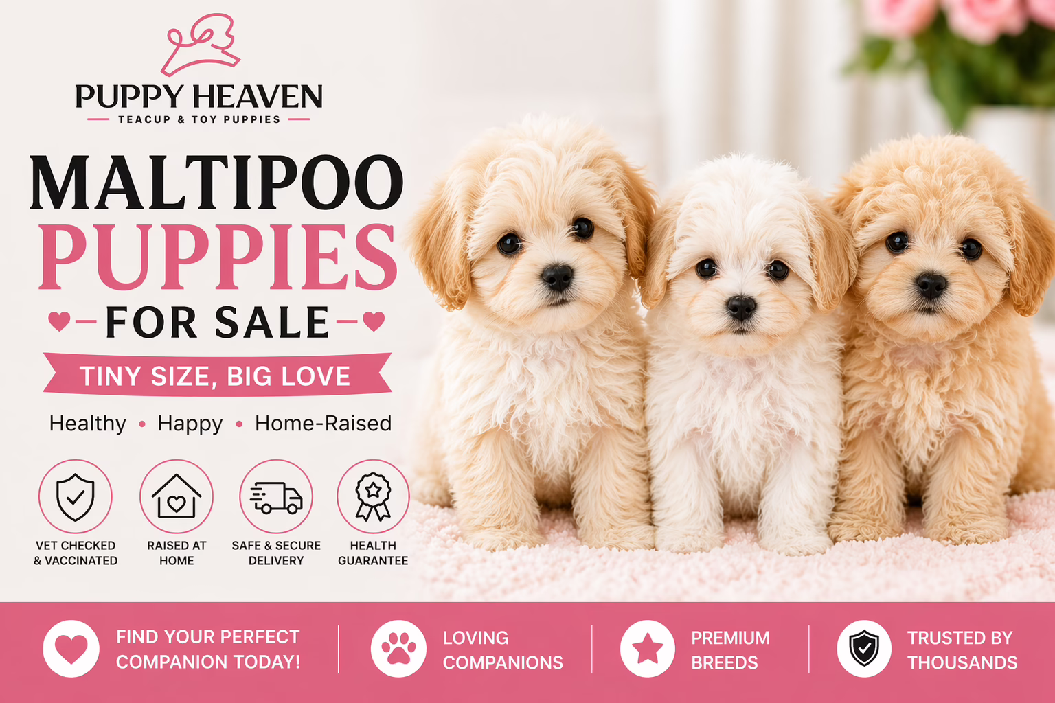 Maltipoo Puppies for Sale